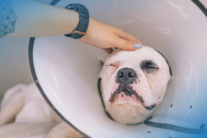 valor da castração de um cachorro macho