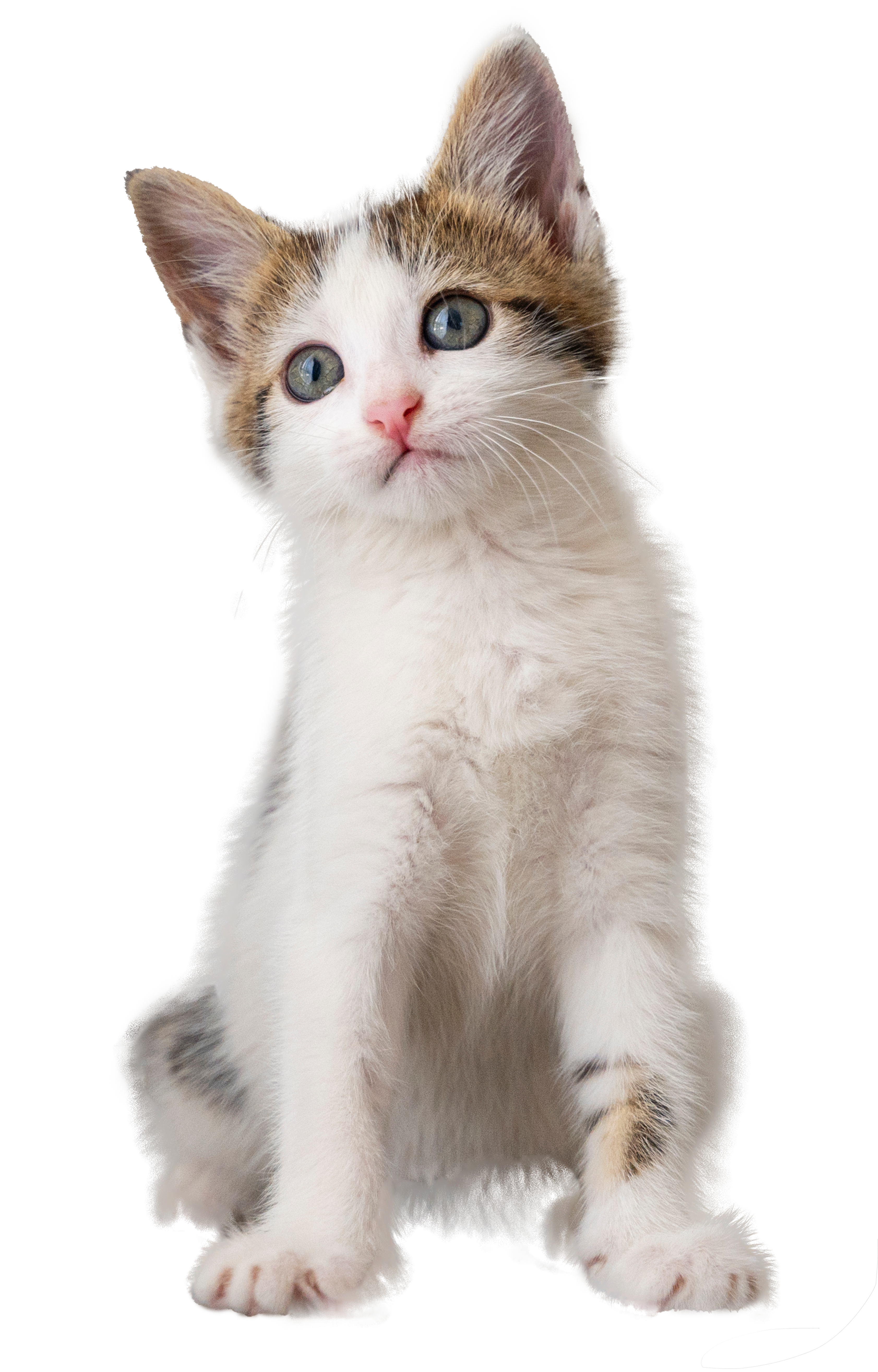 nomes-para-gatos-2