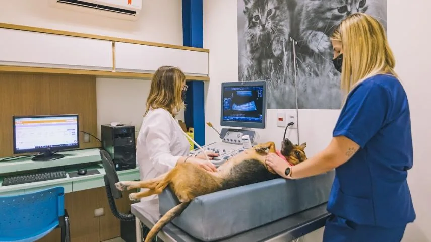 Médicas veterinárias da WeVets fazendo ultrassom abdominal em um cachorro