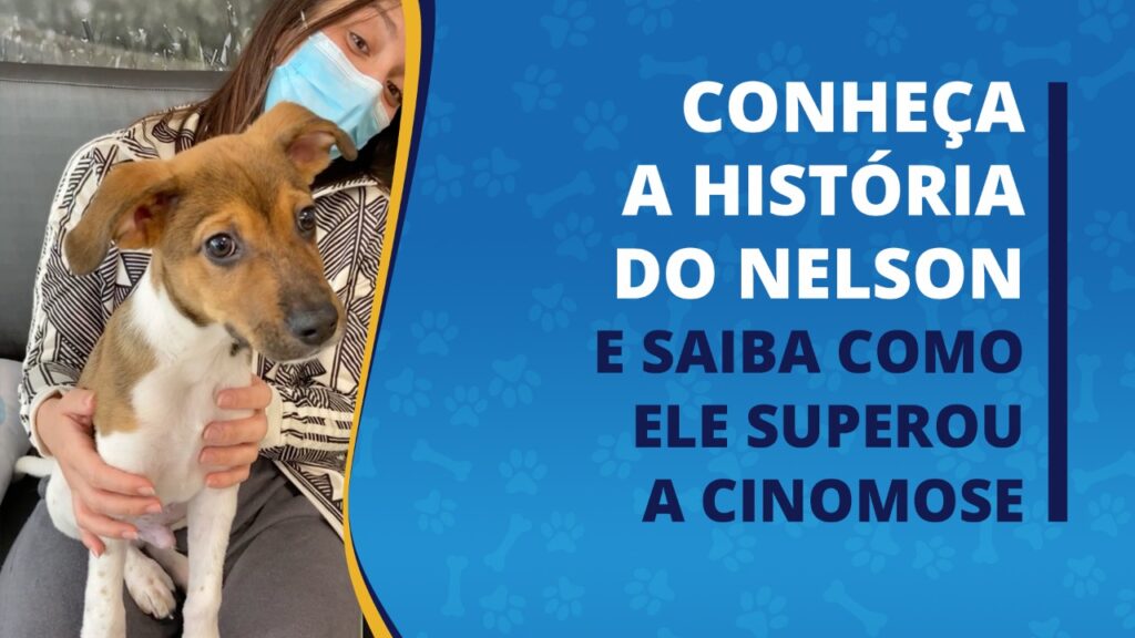 Conheça o nelson e sua história de superação. ele venceu a cinomose.