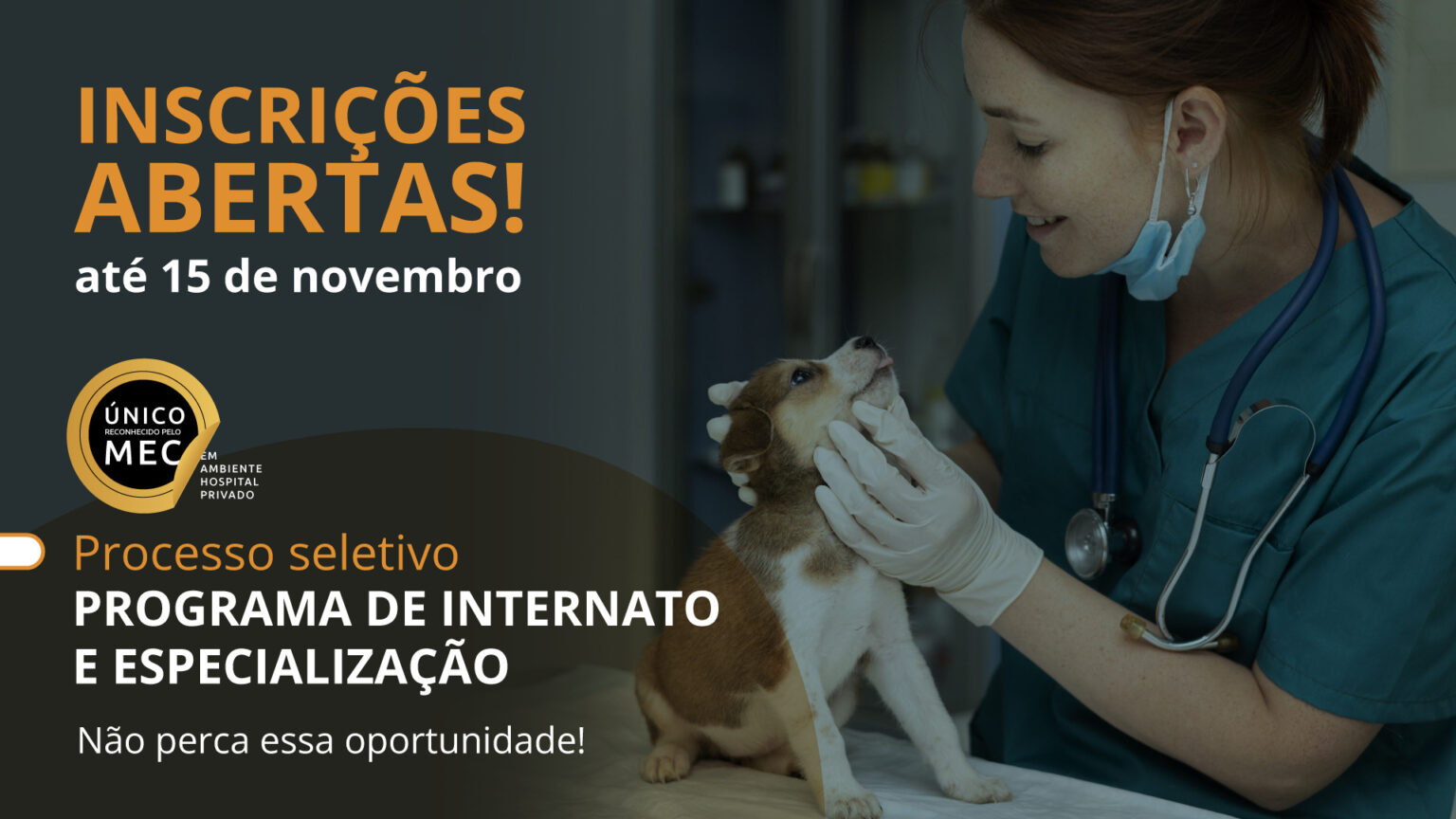 Médica veterinária jovem examinando beagle no Programa de Internato e Especialização – Portal Pet Saúde