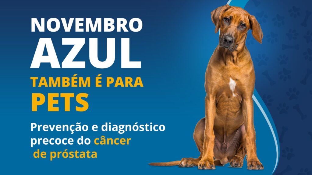 Novembro Azul pet – saúde de caninos e felinos machos precisa de atenção especial!