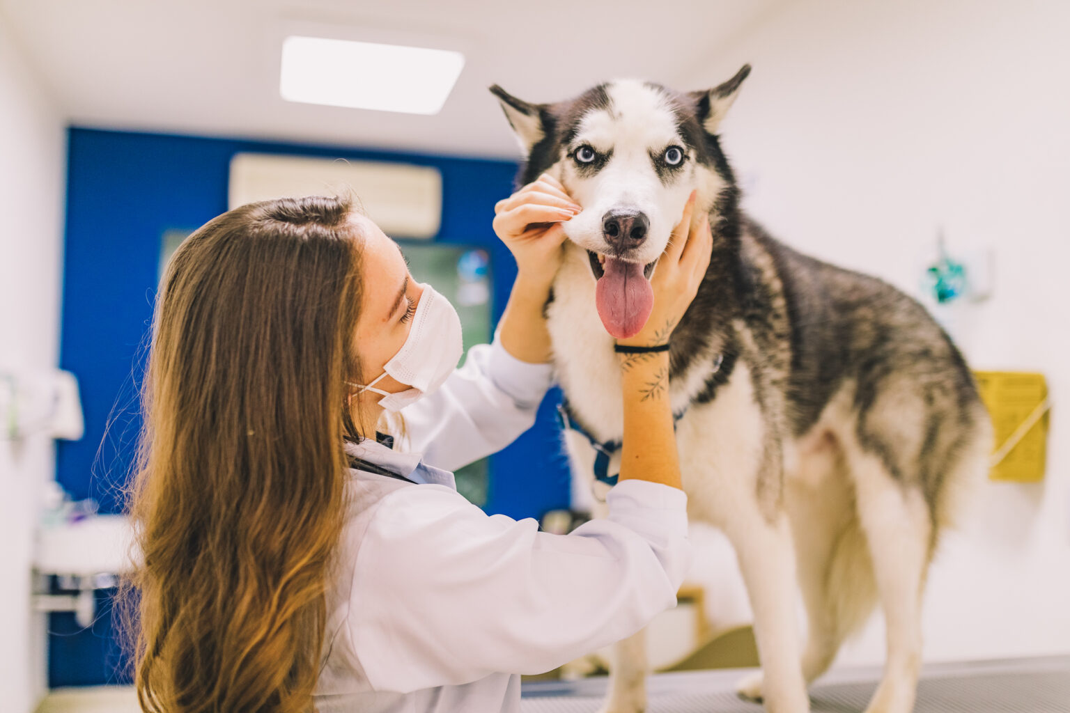 WeVets quer criar a ‘Rede D’Or dos pets’ WeVets quer criar a ‘Rede D’Or dos pets’
