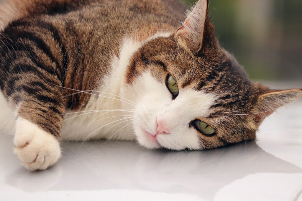 Infecção urinária em gatos: causas, sintomas e tratamento