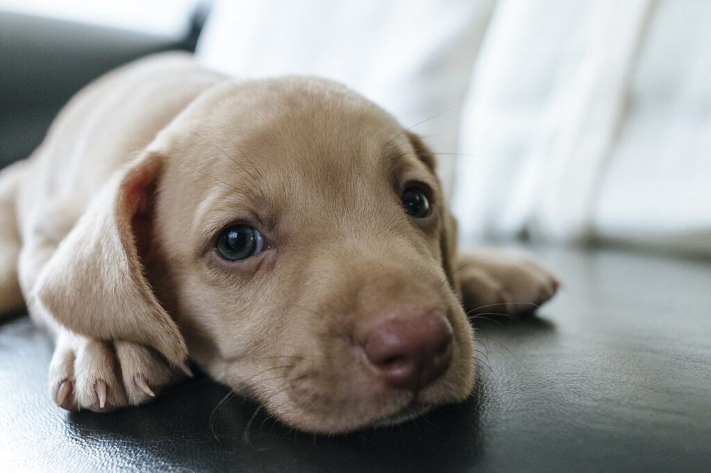 Erliquiose: entenda a doença do carrapato e saiba como proteger seu cachorro
