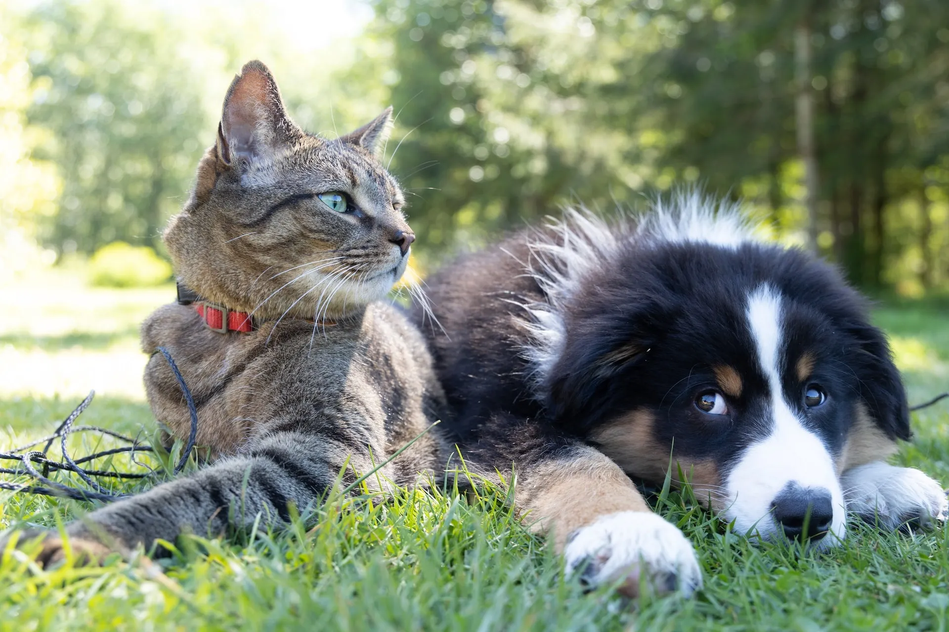 Câncer de mama também acomete cães e gatos? Especialistas esclarecem!