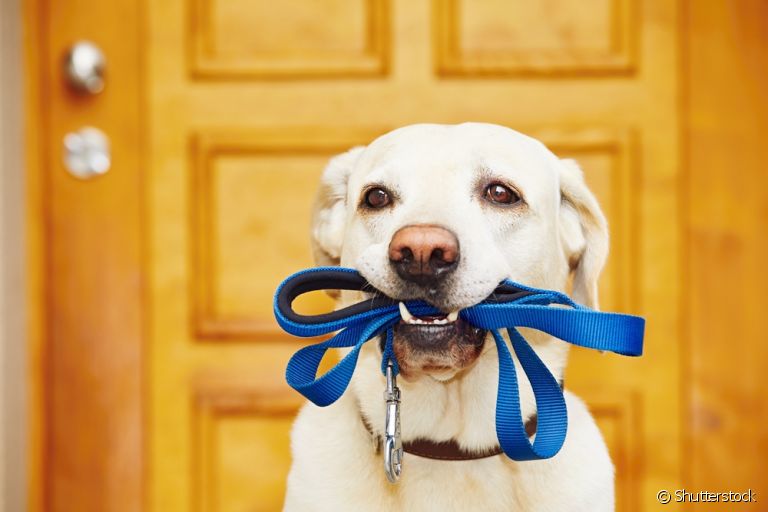 Veterinárias alertam sobre riscos de passeios e como os tutores devem se preparar