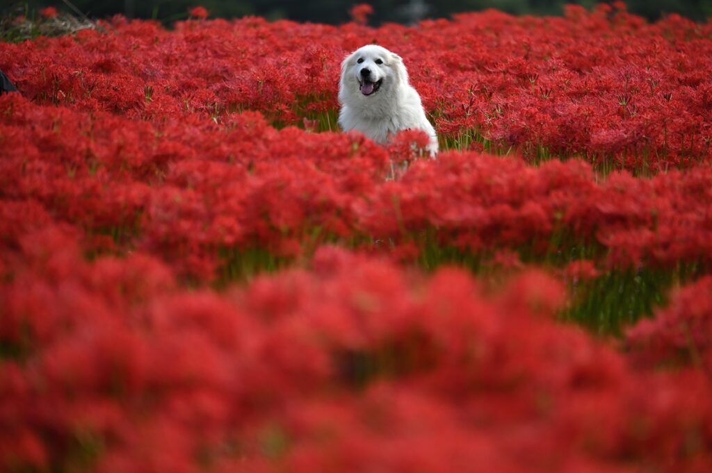 Cuidado com a saúde dos pets na primavera