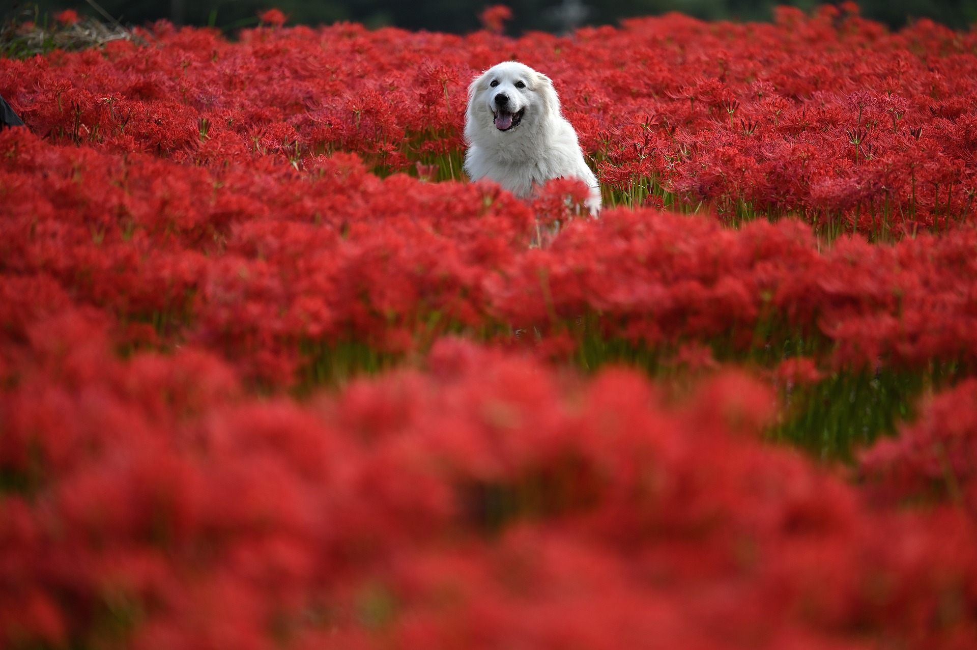 Cuidado com a saúde dos pets na primavera