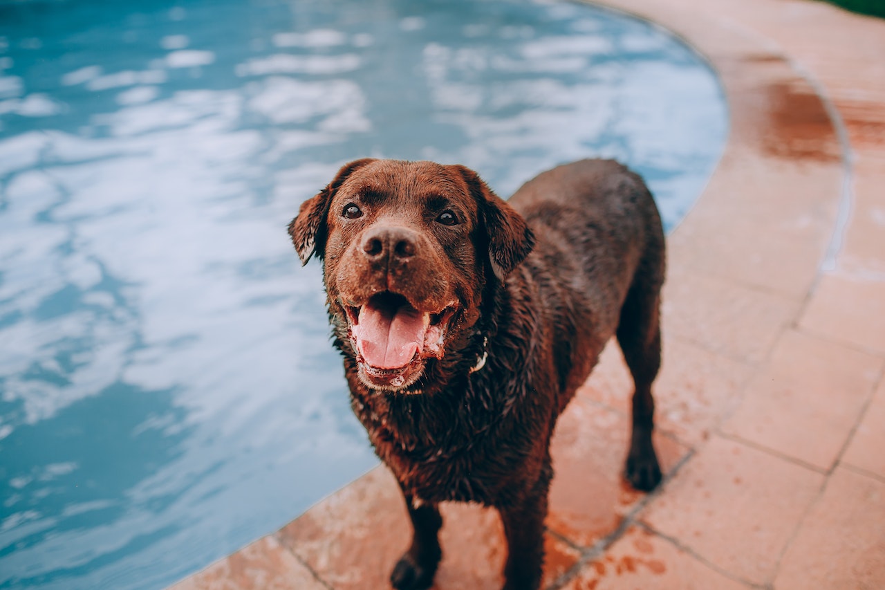 Cachorro e piscina é uma boa combinação?