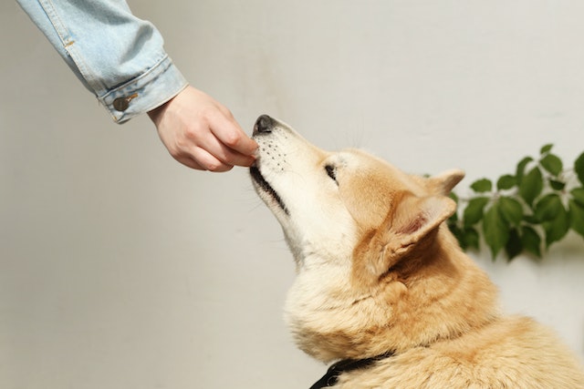 Suplementação no verão: como auxiliar na imunidade e bem-estar dos pets