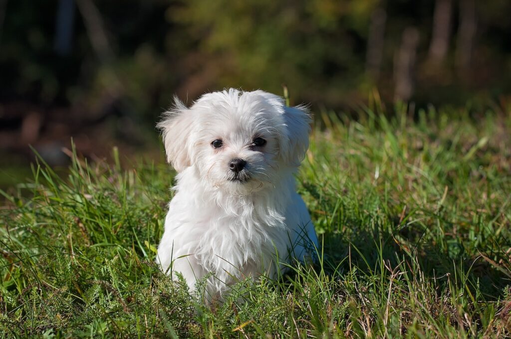Ácaro em cachorro: como prevenir e qual o tratamento?