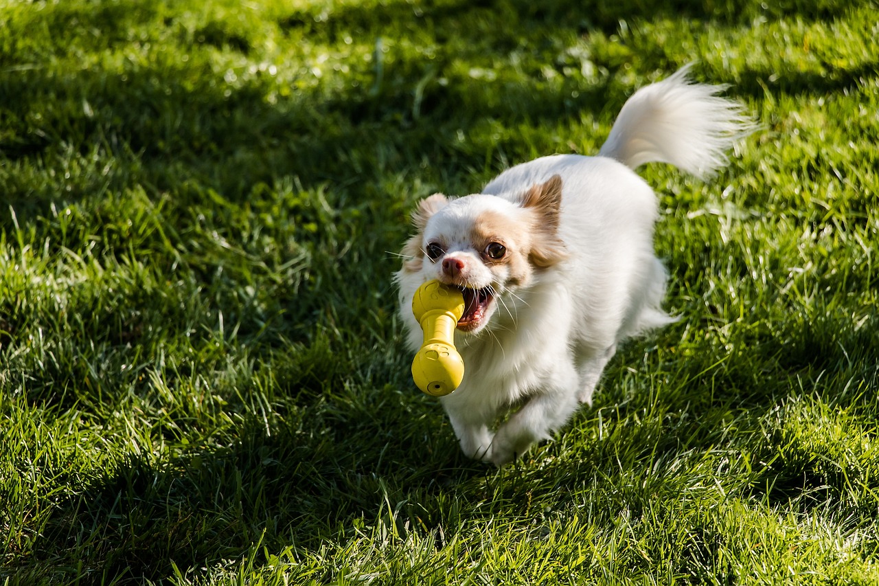 Por que cães gostam de brinquedos com barulhos?