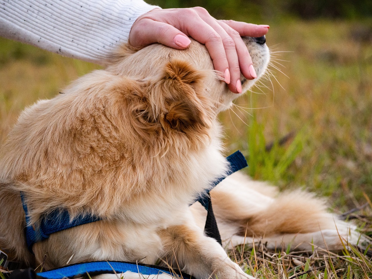 O pet morreu: o que fazer com o corpo agora? cremação animal