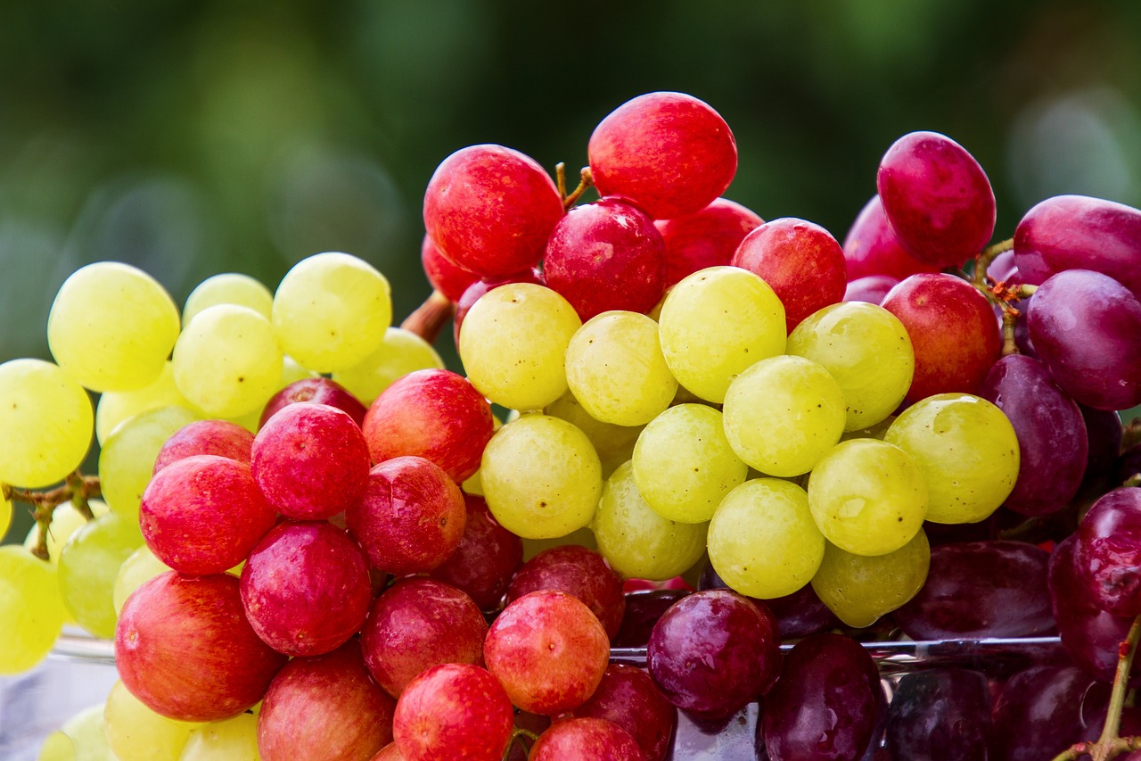 Cachorro pode comer uva? Descubra por que a fruta é perigosa para o pet
