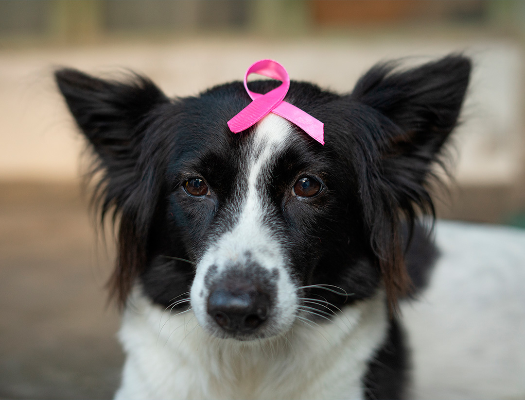 Câncer de mama também acomete cães e gatos? Especialistas esclarecem