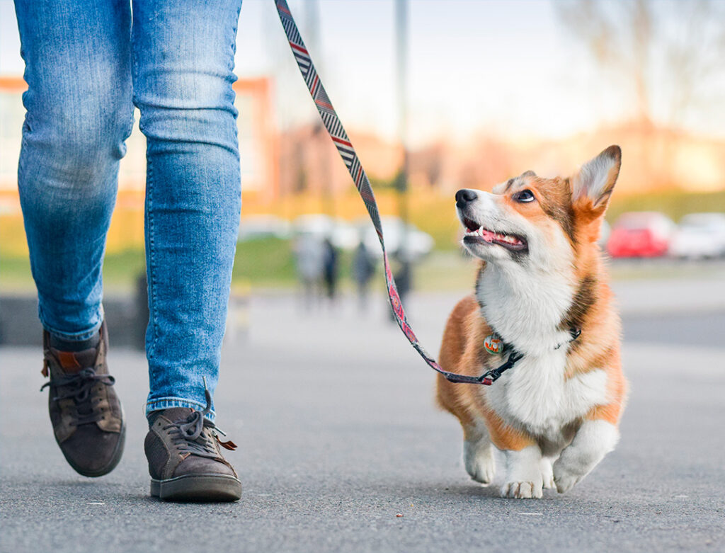 Veterinárias alertam sobre riscos de passeios e como os tutores devem se preparar