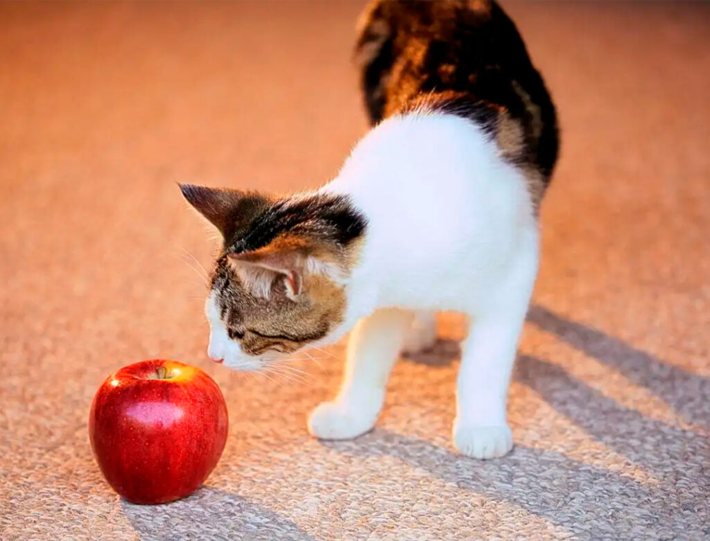 Gato pode comer maçã? O que dizem os veterinários?