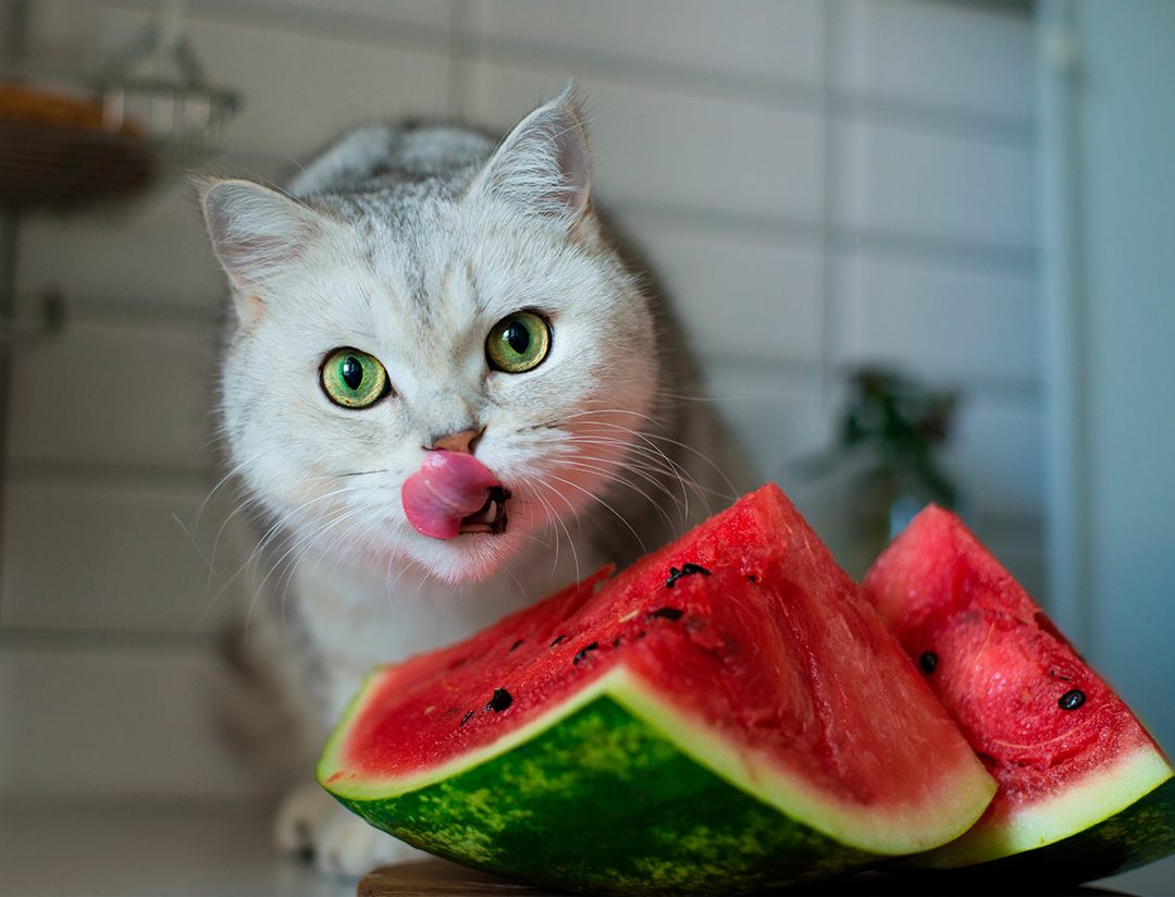Gato pode comer melancia? Especialistas dizem se a fruta faz bem ao pet