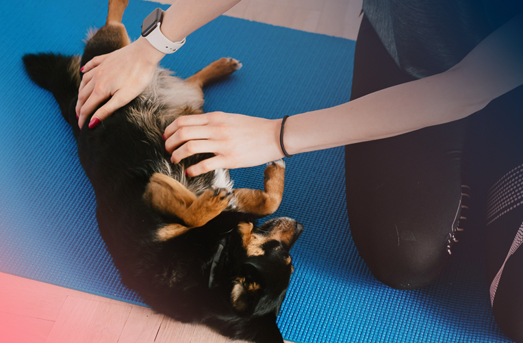 Câncer de mama em pets: Sintomas, Tratamento e Prevenção