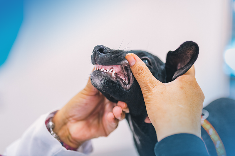 Dentes do cachorro: curiosidades sobre a dentição canina