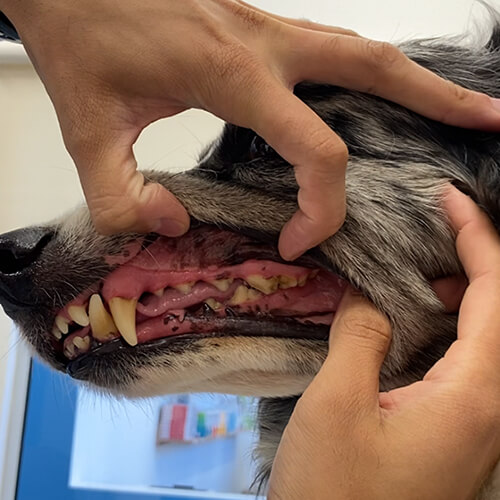 Serviço de Odontologia - WeVets