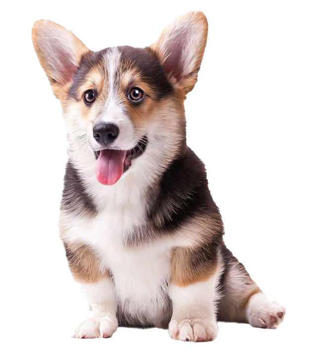 104267-cute-pic-dog-corgi-free-png-hq