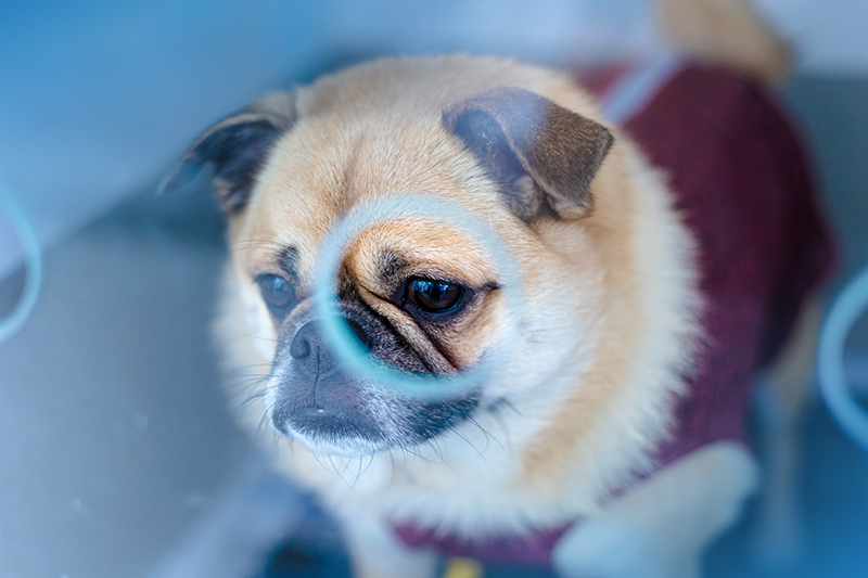 Descubra qual é o valor da castração de cachorro macho