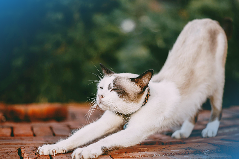 Gata castrada entra no cio? Tire suas dúvidas 