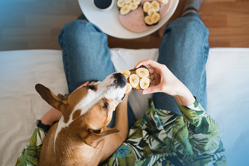 O que cachorro pode comer? E gatos? Falamos com a especialista