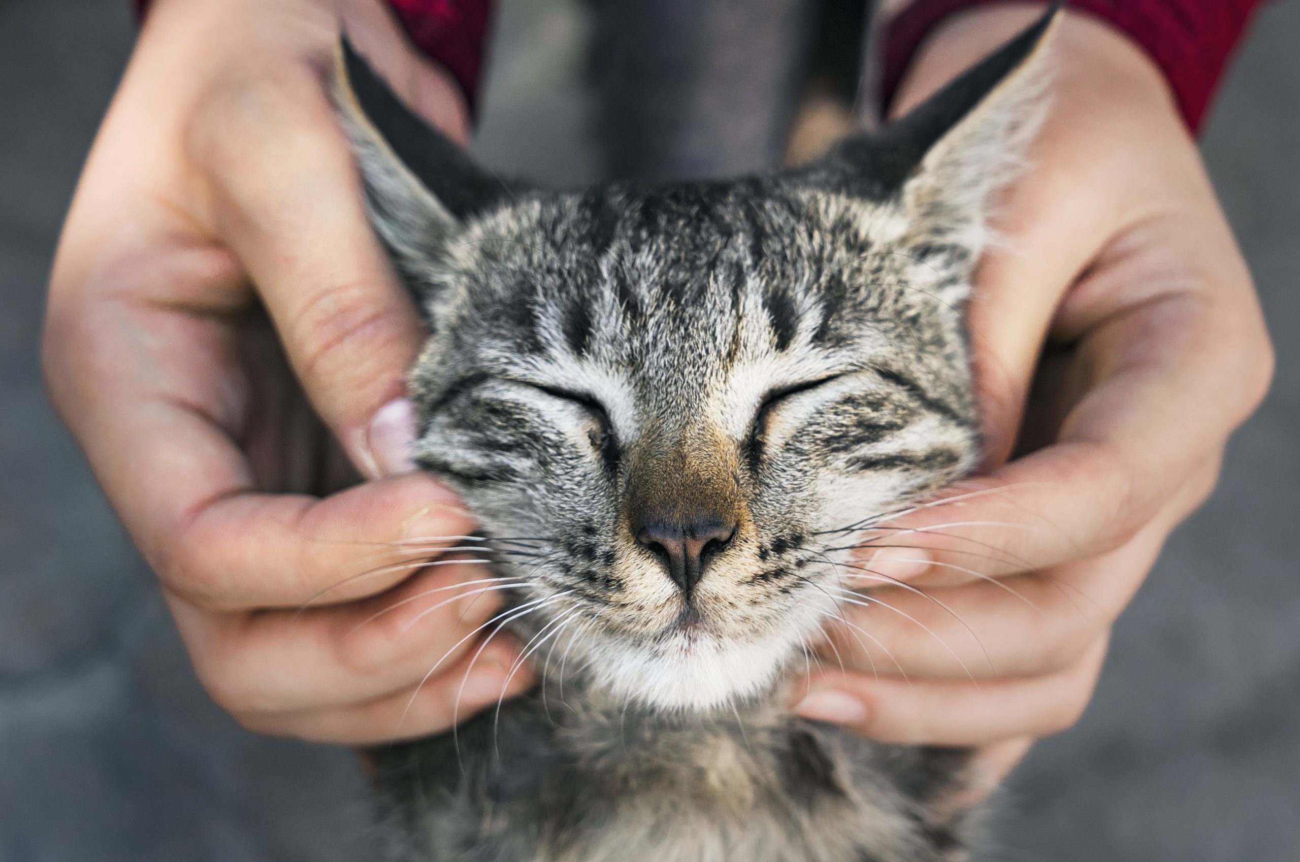 Gato com sarna: como identificar, tratar e prevenir