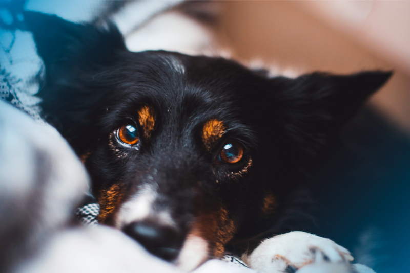 Como é a visão do cachorro e quais cores eles enxergam