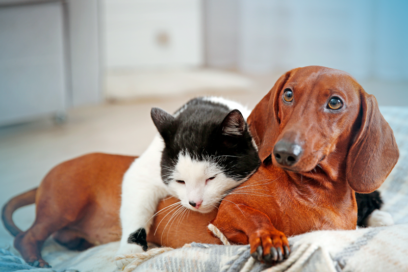 melhor-plano-de-saude-para-pets-3