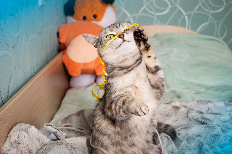 Confira nossas 5 listas de nomes para gatos