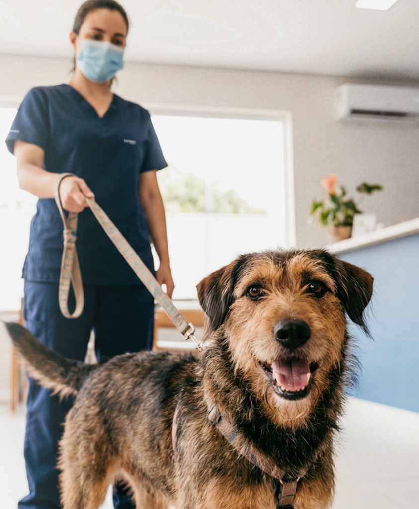 Endoscopia veterinária: exames e remoções