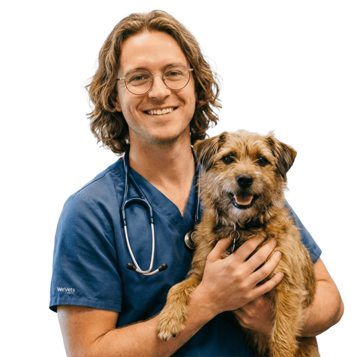 Endoscopia veterinária: exames e remoções