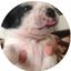 WeVets: hospital veterinário 24h, plano de saúde pet e mais!