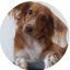 WeVets: hospital veterinário 24h, plano de saúde pet e mais!