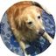 WeVets: hospital veterinário 24h, plano de saúde pet e mais!