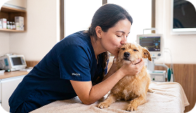Para Veterinários