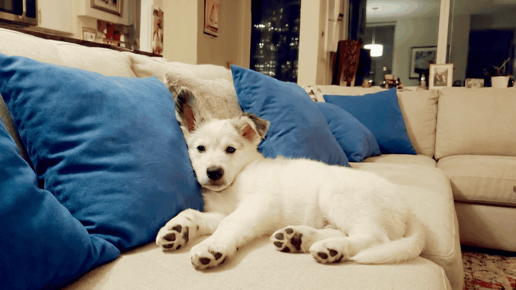 WeVets: hospital veterinário 24h, plano de saúde pet e mais!